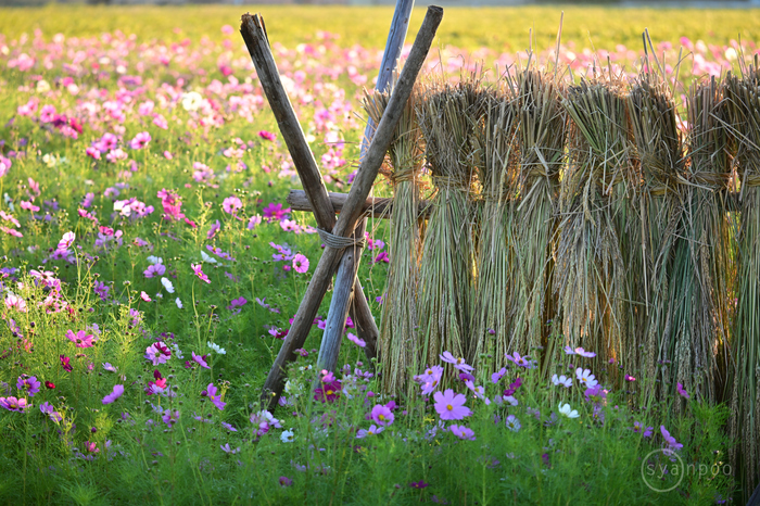 SONY α7sII TAMRON150-500mm おまけ10枚目の静止画にて SONY α7sII TAMRON150-500mm おまけ10枚目の静止画にてΩ